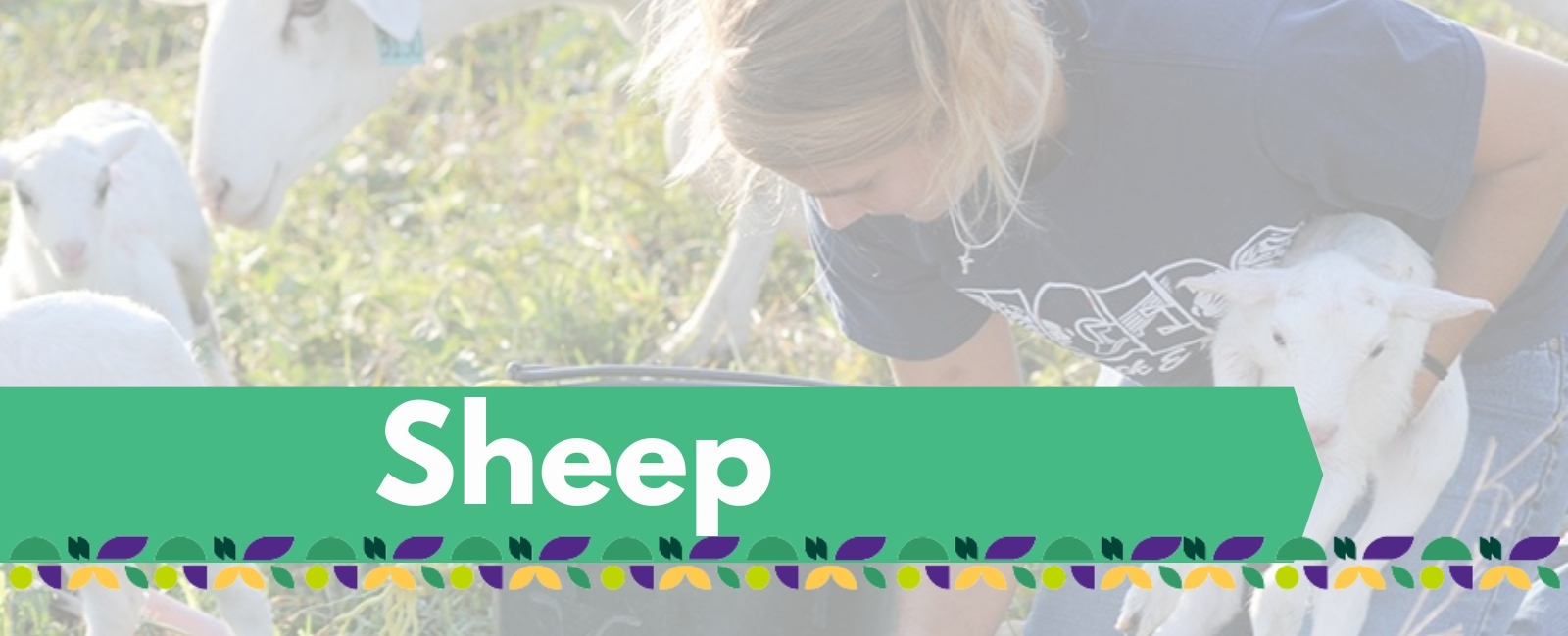 sheep project banner with text