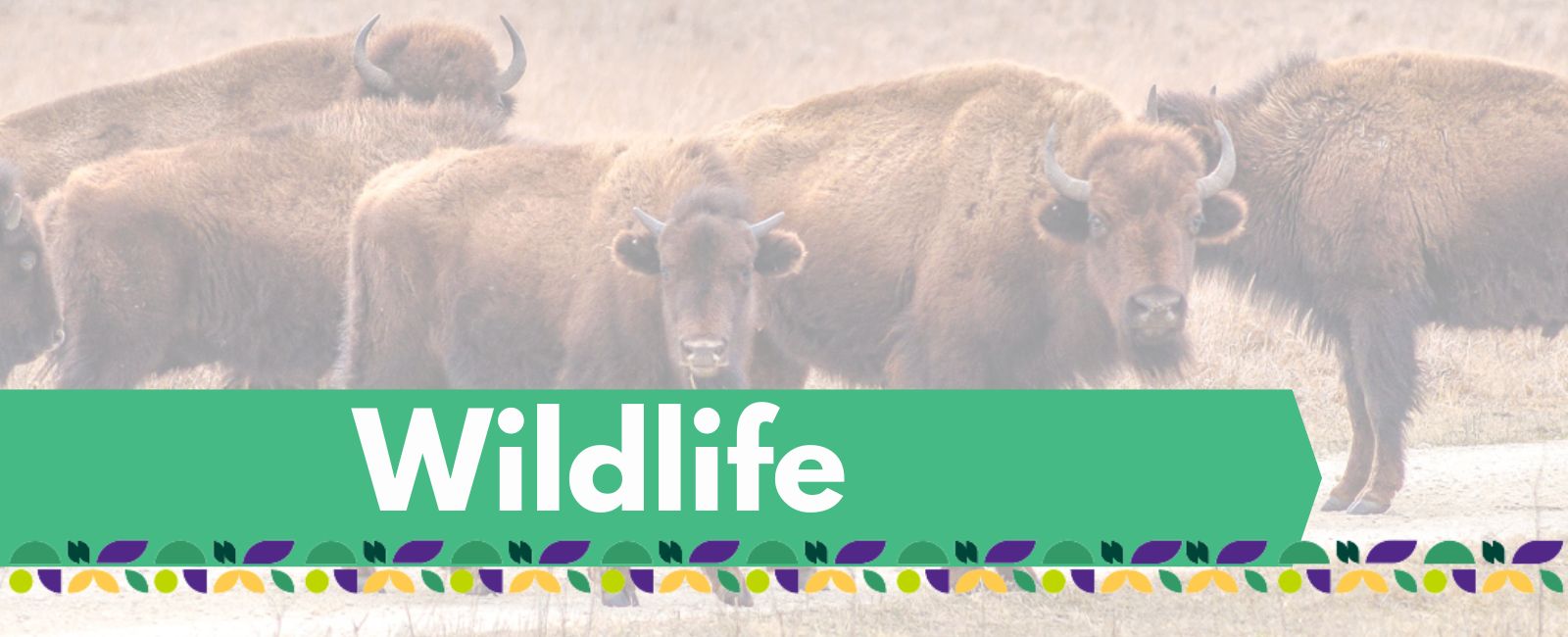 wildlife project banner with text 