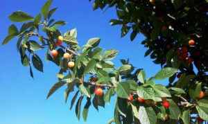 Cherry foliage and fruit