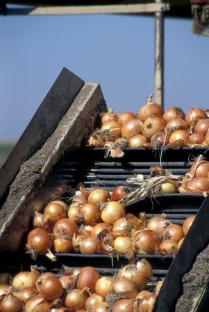 Onion bulbs