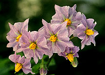 Potato flowers